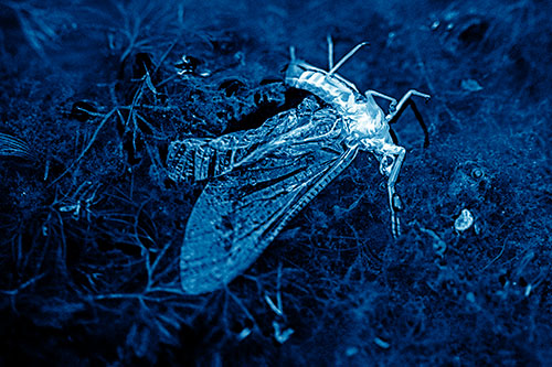 Dead Mayfly Rests Among Shallow Shore (Blue Shade)