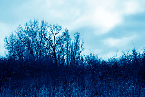 Dead Winter Tree Clusters Among Tall Grass (Blue Shade Photo)
