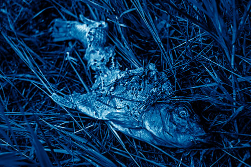 Decaying Salmon Fish Rotting Among Grass (Blue Shade)