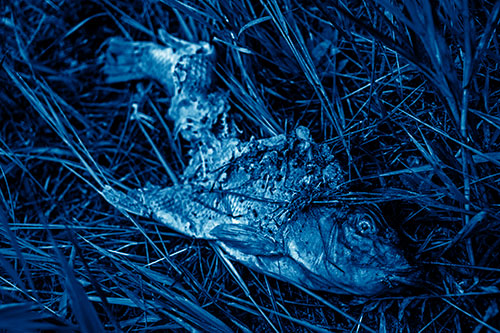 Decaying Salmon Fish Rotting Among Grass (Blue Shade Photo)