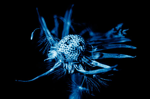 Decaying Seed Toothed Dandelion Creature (Blue Shade)
