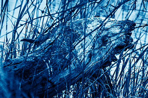 Decaying Serpent Tree Log Creature (Blue Shade Photo)