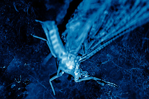 Deceased Mayfly Floating Atop Shallow River Shore (Blue Shade)
