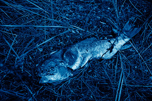Deceased Salmon Fish Rotting Among Grass (Blue Shade Photo)