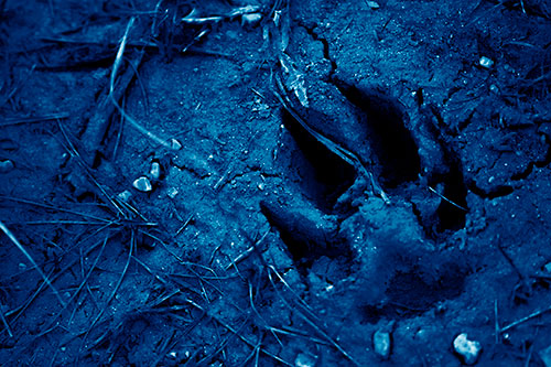 Deep Muddy Dog Footprint (Blue Shade Photo)