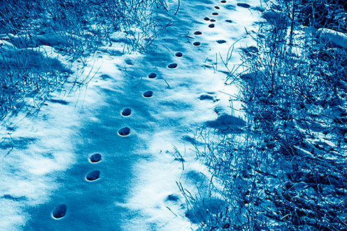 Deep Snow Animal Footprint Markings (Blue Shade)