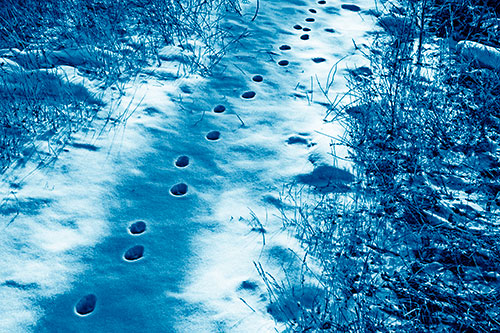 Deep Snow Animal Footprint Markings (Blue Shade Photo)