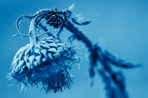 Depressed Slouching Thistle Dying From Thirst (Blue Shade Photo)