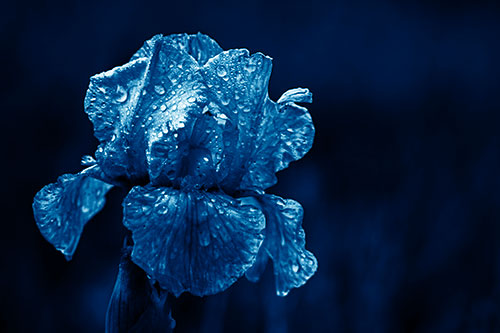 Dew Face Appears Among Wet Iris Flower (Blue Shade Photo)