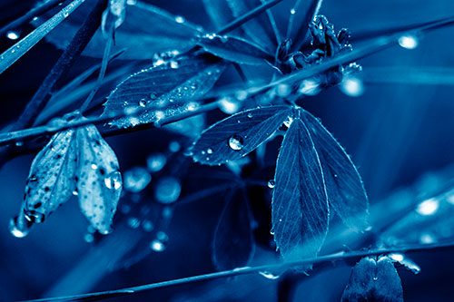 Dew Water Droplets Clutching Onto Leaves (Blue Shade Photo)