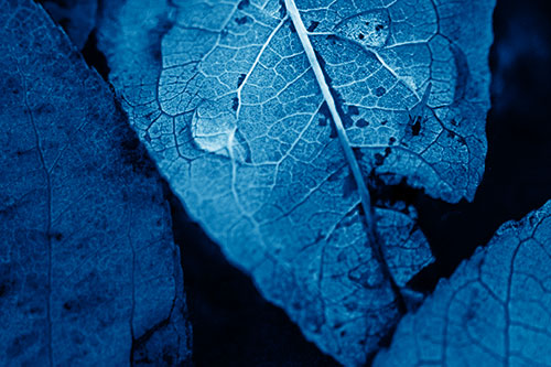 Dewy Eyed Leaf Face Cringing Towards Bug (Blue Shade)