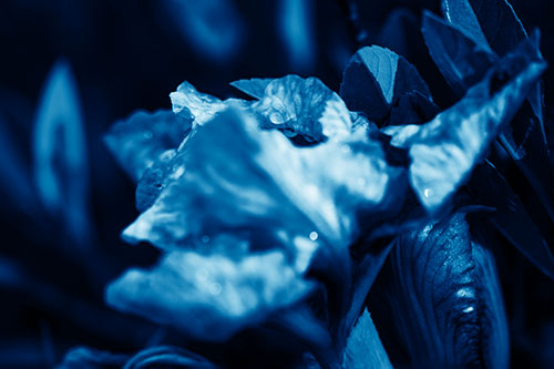 Dewy Iris Flower Creature Face (Blue Shade Photo)