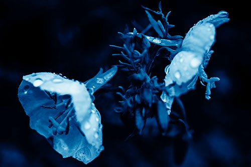 Dewy Primrose Flowers After Rainfall (Blue Shade Photo)
