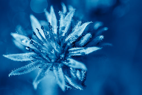 Dewy Spiked Sempervivum Flower (Blue Shade Photo)