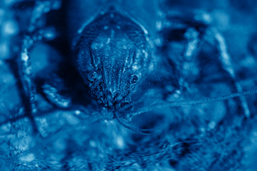 Direct Eye Contact With Water Submerged Crayfish (Blue Shade Photo)