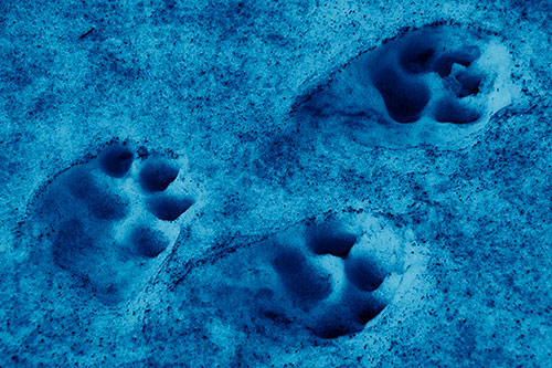 Dirty Dog Footprints In Snow (Blue Shade Photo)