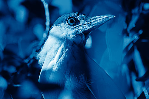 Dirty Faced Black Crowned Night Heron (Blue Shade Photo)