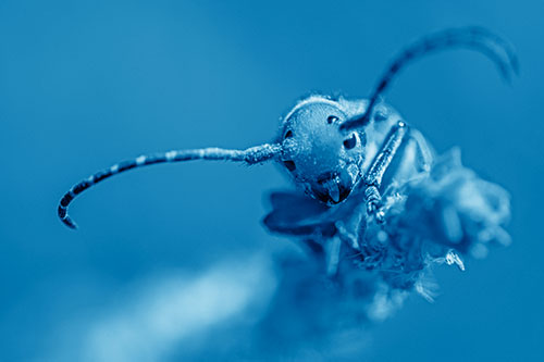 Dirty Milkweed Beetle Climbs Plant Top (Blue Shade)