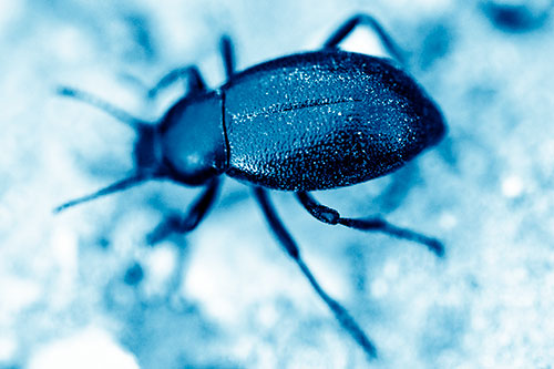 Dirty Shelled Beetle Among Dirt (Blue Shade Photo)