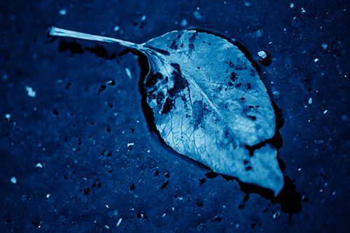 Distressed Rotting Leaf Face Among Wet Pavement (Blue Shade)