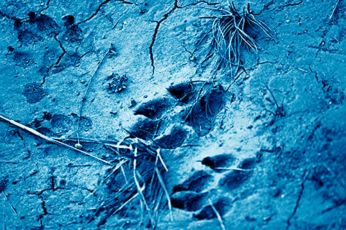 Dog Footprints On Dry Cracked Mud (Blue Shade Photo)