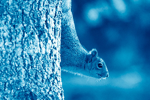 Downward Squirrel Yoga Tree Trunk (Blue Shade Photo)