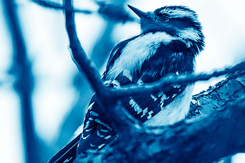 Downy Woodpecker Twists Head Backwards Atop Branch (Blue Shade Photo)