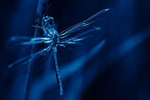 Dragonfly Grabs Ahold Grass Blade (Blue Shade Photo)