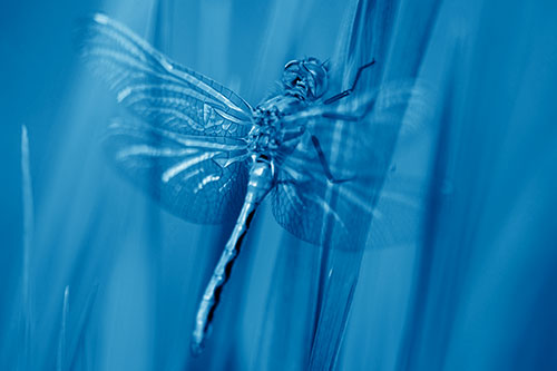 Dragonfly Grabs Grass Blade Batch (Blue Shade Photo)