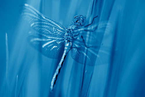 Dragonfly Grabs Grass Blade Batch (Blue Shade)