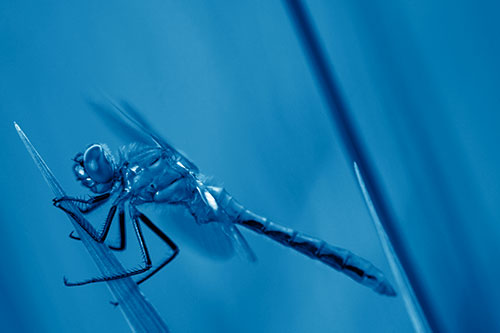Dragonfly Perched Atop Sloping Grass Blade (Blue Shade)