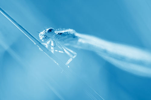 Dragonfly Rides Grass Blade Among Sunlight (Blue Shade Photo)