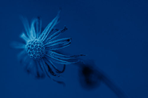 Dried Curling Snowflake Aster Among Darkness (Blue Shade Photo)