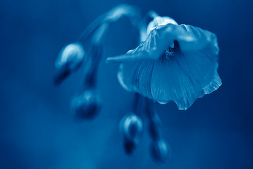 Droopy Flax Flower During Rainstorm (Blue Shade Photo)
