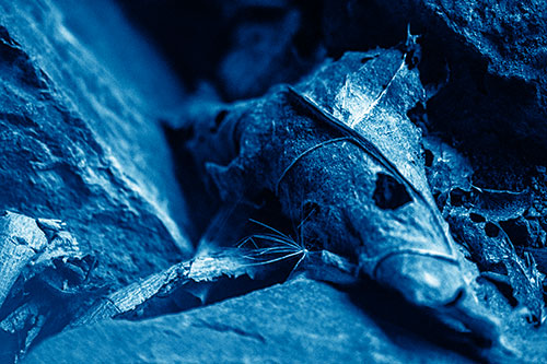 Dry Frowning Leaf Face Resting Between Rocks (Blue Shade)
