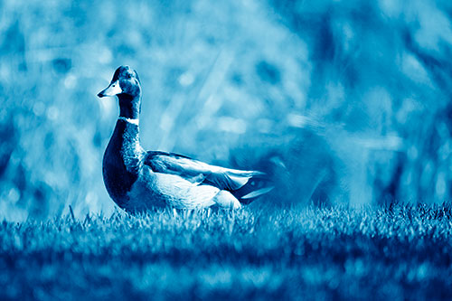 Duck On The Grassy Horizon (Blue Shade Photo)