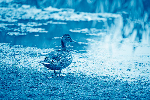 Duck Walking Through Algae For A Lake Swim (Blue Shade Photo)