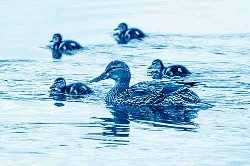 Ducklings Swim Along Mother Mallard Duck (Blue Shade Photo)
