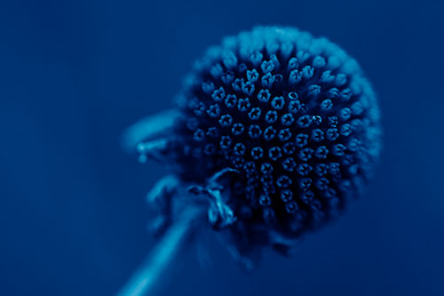 Dying Globosa Billy Button Craspedia Flower (Blue Shade Photo)