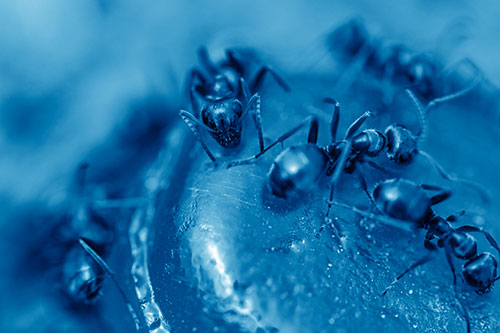 Excited Carpenter Ants Feasting Among Sugary Food Source (Blue Shade Photo)