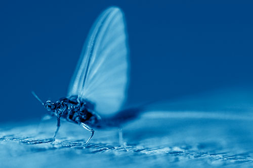Excited Open Mouthed Mayfly Watches Sunrise (Blue Shade)