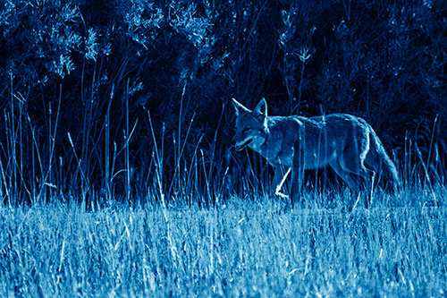 Exhausted Coyote Strolling Along Sidewalk (Blue Shade)