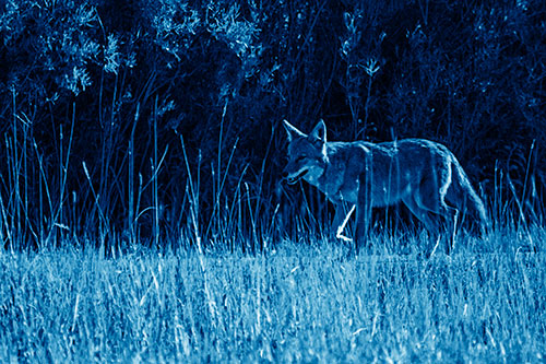 Exhausted Coyote Strolling Along Sidewalk (Blue Shade Photo)