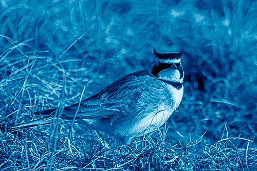 Eye Contact With A Horned Lark (Blue Shade Photo)