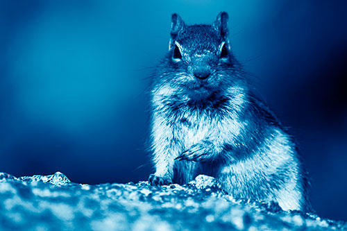 Eye Contact With Wild Ground Squirrel (Blue Shade)