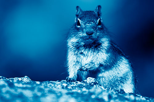 Eye Contact With Wild Ground Squirrel (Blue Shade Photo)