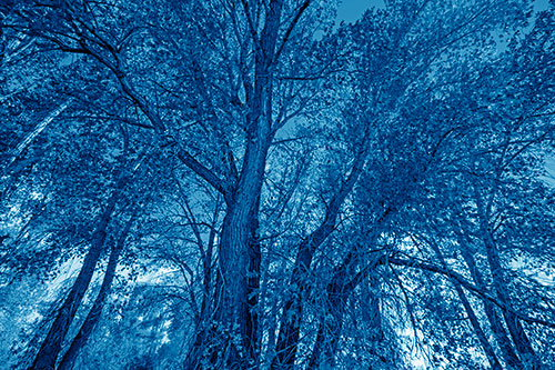Fall Changing Autumn Tree Canopy Color (Blue Shade Photo)