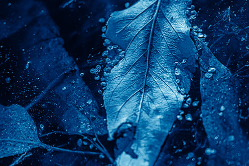 Fallen Autumn Leaf Face Rests Atop Ice (Blue Shade Photo)