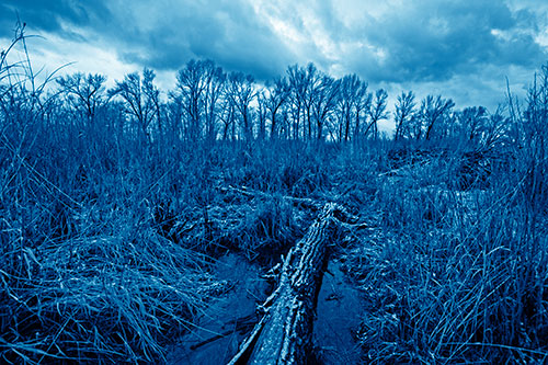 Fallen Snow Covered Tree Log Among Reed Grass (Blue Shade)