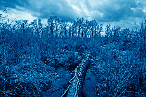 Fallen Snow Covered Tree Log Among Reed Grass (Blue Shade Photo)